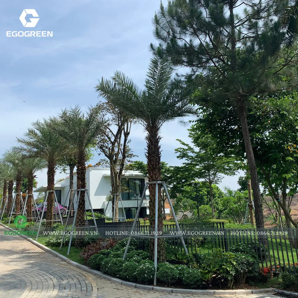 Từ cổng vào cho đến lối đi quanh nhà đều có hàng cây dừa/cọ cảnh làm điểm nhấn.